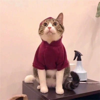 Prabowo Subianto avatar